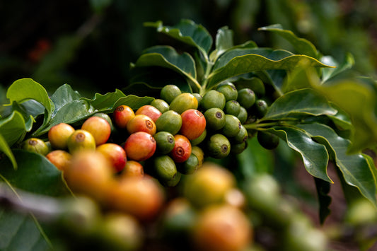 Coast Coffee Roasters Holiday Gift Box